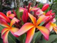 /album/fotogaleria/plumeria-san-miguel-jpg/